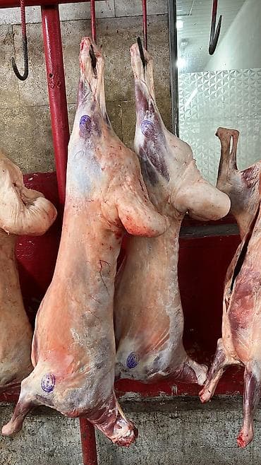 Мясо на заказ в любое время
свежая туша мясо баранины
баранина at lalafo.kg Мясо на заказ в любое время
свежая туша мясо баранины
баранина