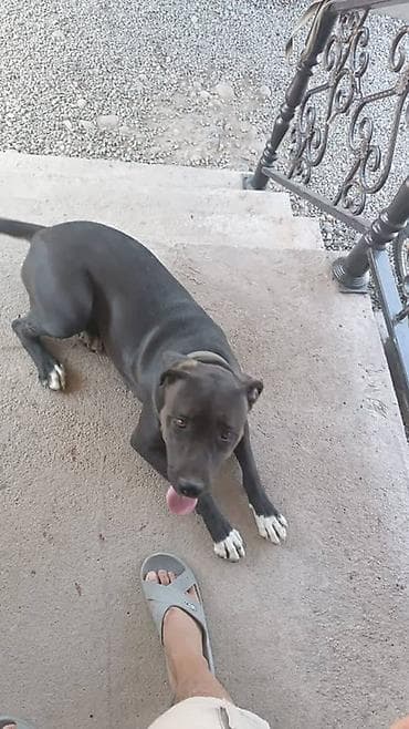 продаю собаку: Куплю щенка смесь питбуля и лабрадора пол не имеет значения — 1