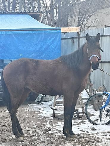 Продаю | Жеребенок | Рабочий | Мерин