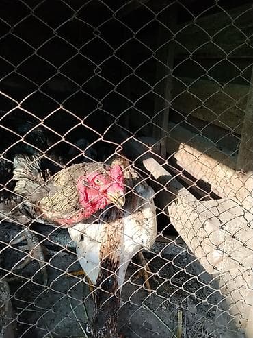 куплю сетку: Продаю | Петух | Бойцовая | Для разведения — 2