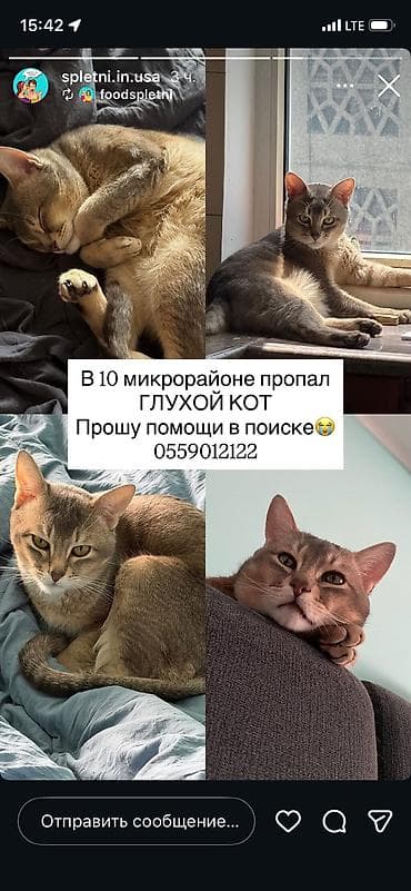 вязка кошка: Отдам даром кошку — 1