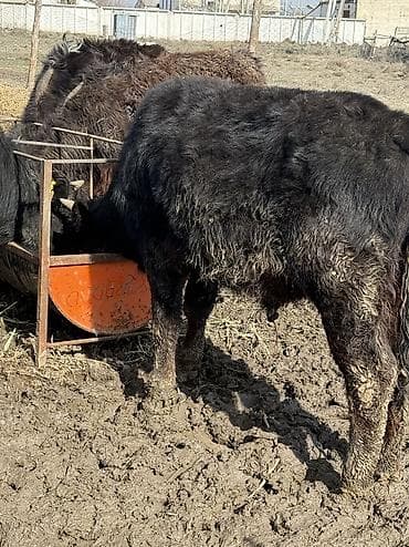 сибирская дымчатая кошка: Продаю | Музоо, торпок | На откорм — 9