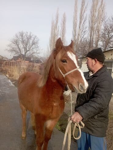 Продаю | Кобыла (самка) | На забой