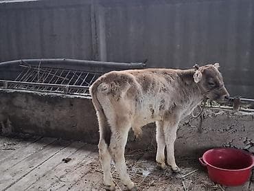 4 5мм: Сатам | Музоо | Швиц | Бордоп семиртүү үчүн — 3