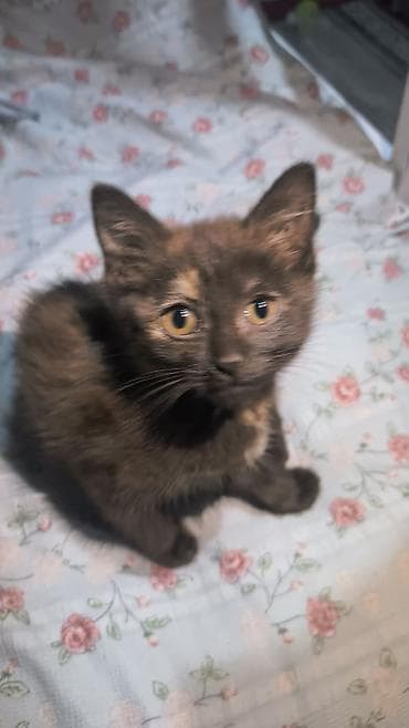 купить бенгальскую кошку: Кошка даром: Беспородная, 2 месяца, Девочка, Приучена к лотку — 5