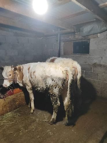 Продаю | Бык (самец) | Полукровка | На откорм | Привязанные