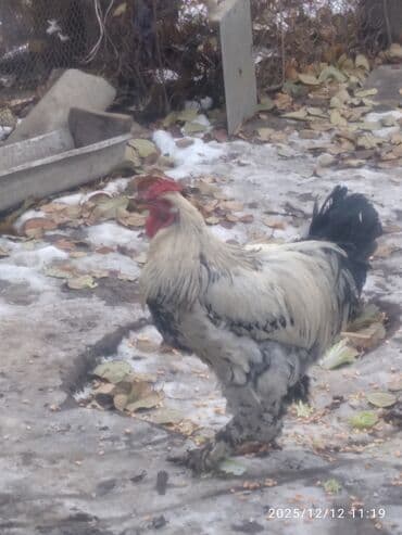 Продам петухов больше года,3 шт. Цена за одного петуха -1200с
