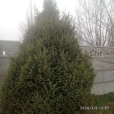 Үй жана бакча: Зелёные и голубые ели — 2