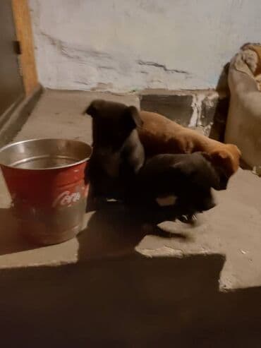 питбуль питбуль: Питбуль, 2 месяца, Самка — 2