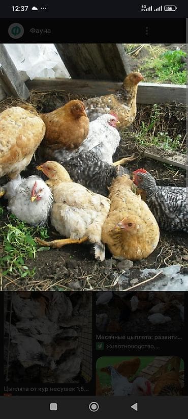 брудер для кур: Продаю | Цыплята | Для разведения — 1