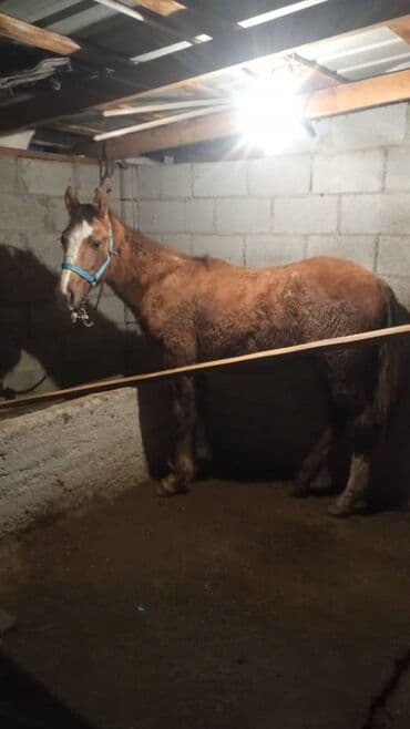 куры тоджон: Продаю | Жеребенок | Рабочий — 1