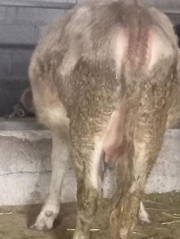 ангус парода: Продаю | Корова (самка) | Алатауская | Для молока | Стельные — 7