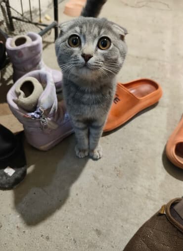 британская короткошерстная кошка купить: Кошка даром: Скотиш Фолд (Шотландская вислоухая), 4 месяца, Мальчик — 1