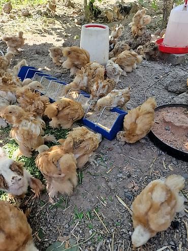 коротколапая кошка: Продаю | Цыплята | Кохинхин | Для разведения — 7