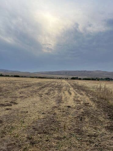 продаю земельный участок чолпоната: 100 соток, Для строительства, Красная книга — 3