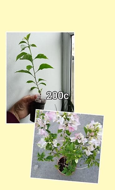 малочай миля: Комнатные и садовые растения в горшках. 1) Замиокулькас (долларовое — 3