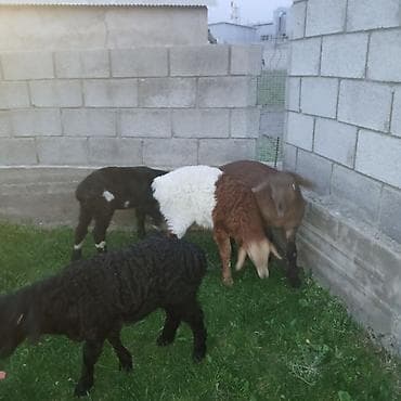 котята беловодск: Продаю | Овца (самка) | Для разведения — 3