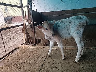 Собаки: Продаю | Музоо, торпок — 3