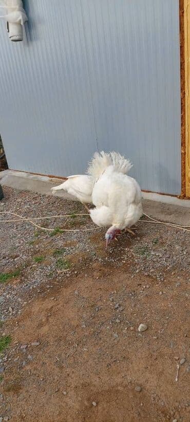 домашние птицы: Продаю | Индюк (самец) | Бройлерная | На забой — 3