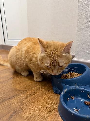 котят в добрые руки: Кошка даром: Беспородная, 1 год, Мальчик, Приучена к лотку — 2