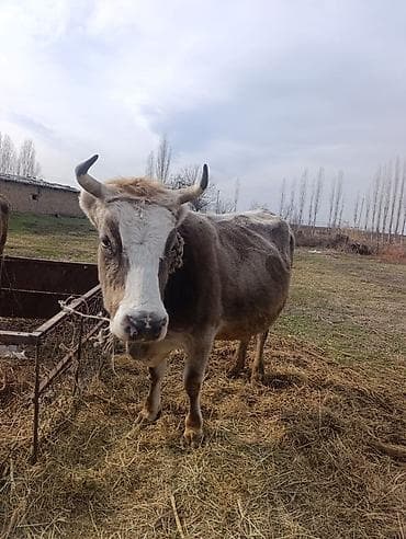 конь лошадь: Продаю | Корова (самка) | Швицкая | Для молока | Привязанные — 2