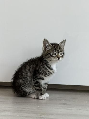 Котёнок, полосатый табби с белыми «носочками» и грудкой. Описание: -