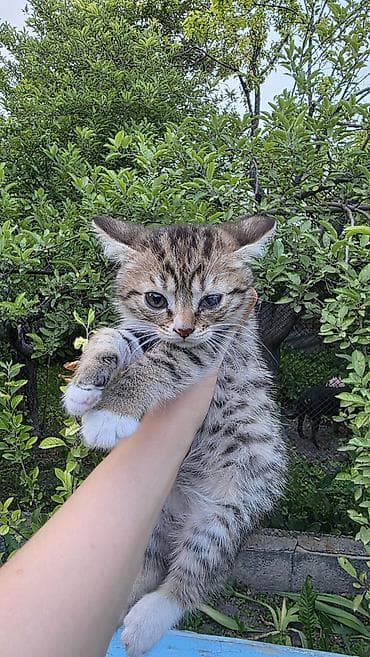 грызуны домашние: Кошка даром: Беспородная, 3 месяца, Девочка, Приучена к лотку — 6