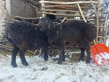 куплю тук: Продаю | Овца (самка) | Для разведения | Матка — 3