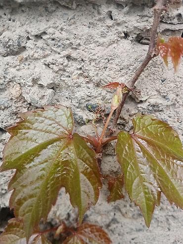 бумажная лоза: Продаю Черенки с корнем от Виноград 'Вичи'. пока что со спящей почкой — 7