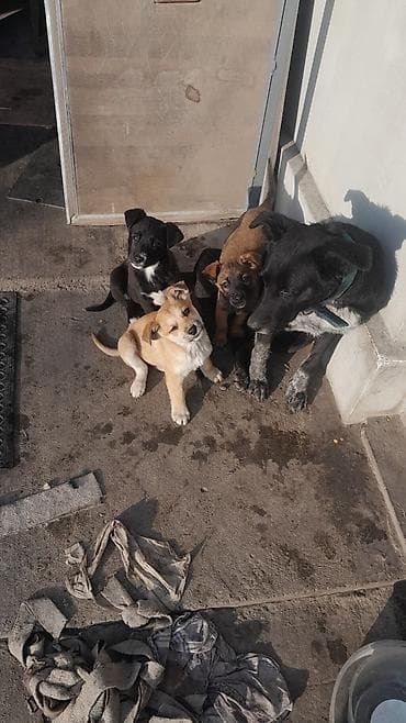 европейская овчарка цена: Отдам даром щенят. остались 3 девочки. вырастут средними. очень — 10