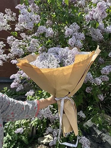 сирень цветы: Букет сирени в крафт-упаковке За 800 2000 - Состав: свежесрезанная — 1