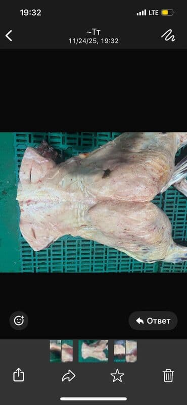 меняю на скот: Жылкынын эти  — 7