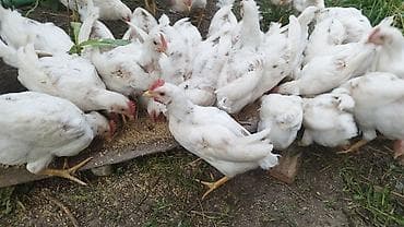 продам курей: Продаю | Цыплята | Бройлерная | На забой — 3