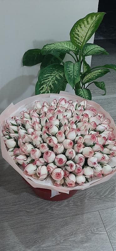 букет бабочка: Букет из роз «Пинк Эдж» — 101 бутон. - Состав: 101 роза кремово-белого — 2