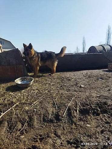 собака охотничий: Немецкая овчарка, 9 месяцев, Самка, С прививкой — 1