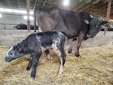 бука быки: Продаю | Музоо, торпок | На откорм — 3