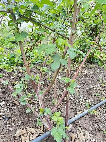 цветочный салон: Ежемалина кочоттору сатылат
Сорт: (Лох Нес) — 3