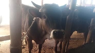 ангус купить: Продаю | Бык (самец) | На откорм | Привязанные — 9