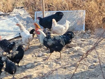 собаки для охраны: Продаю | Петух, Куры | Для разведения — 3