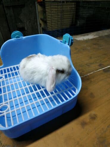 декоративные корсеты бишкек: Карликовые барашки разных расцветов. очень дружелюбные быстро — 9