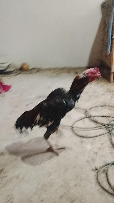 Электротранспорт: Эч качан качкан эмес баасы 5000 суйлошу жолдору бар 😉 — 5