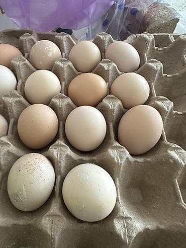 куринный: Домашние куриные яйца в лотках оптом . На фото представлены яйца — 2