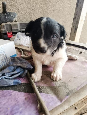 хаски щенок: Отдам щенят в добрые руки, щенкам 2 месяца, Отличные спутники и — 6