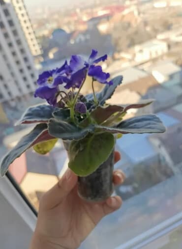 Фиалка с несколькими бутонами. любит рассеянный свет, но не прямые