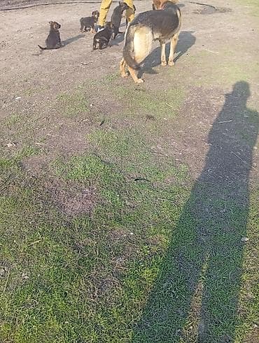 пудель карликовый цена: Немецкая овчарка, 2 месяца, Самка — 8