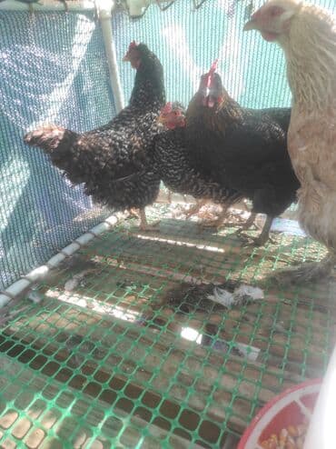 Сатам | Тооктор, Короздор | Үй | Көбөйтүү үчүн, Жумуртка туудуруу үчүн