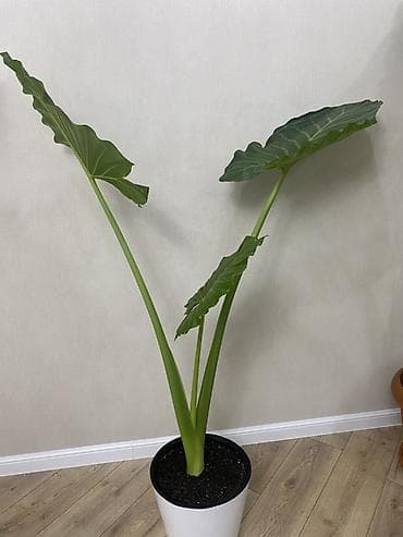 беде уруе: Алоказия (вероятно Alocasia macrorrhizos, «Слоновье ухо») в горшке - — 1