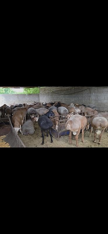 американский бульдог собака: Продаю | Овца (самка) | На забой, Для разведения | Племенные, Матка — 1