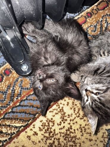 возьму кота: Предлагаются к усыновлению милые котята. Серый полосатый котенок с — 4