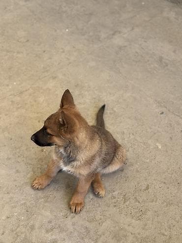 Бельгийская овчарка, 3 месяца, Самка, С прививкой, С родословной